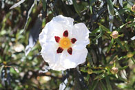 Cistus ladanifer